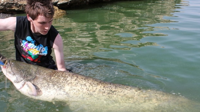 Un ragazzo ha appena pescato un pesce siluro e lo sta portando a riva
