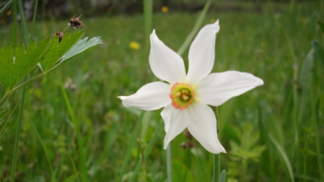 Giornata della Terra 2016, Earth day