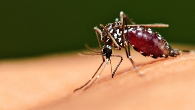 Anche quest'anno, il 25 aprile, giornata di sensibilizzazione verso il problema malaria.