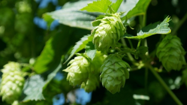 Luppolo aiuta a prevenire e combattere colesterolo LDL e glicemia alta.