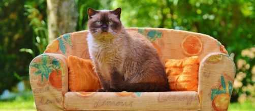 O gato conhecido como "O pequeno" entrou dentro do sof&aacute; sem que a sua dona percebesse.
