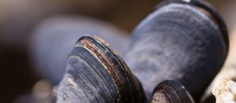 L'ombra del pizzo sulle cozze di Taranto: scattano le manette