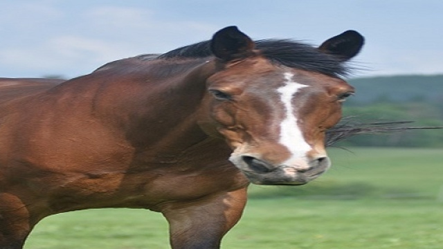 La storia di Sissi, la cavallina assistente medico