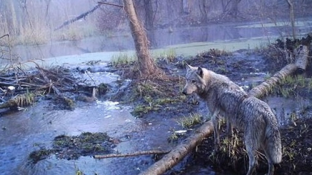 Lupo nella zona pi&ugrave; colpita dall'esplosione di Cernobyl