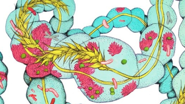 Dieta senza glutine: cambia la composizione della flora batterica intestinale.