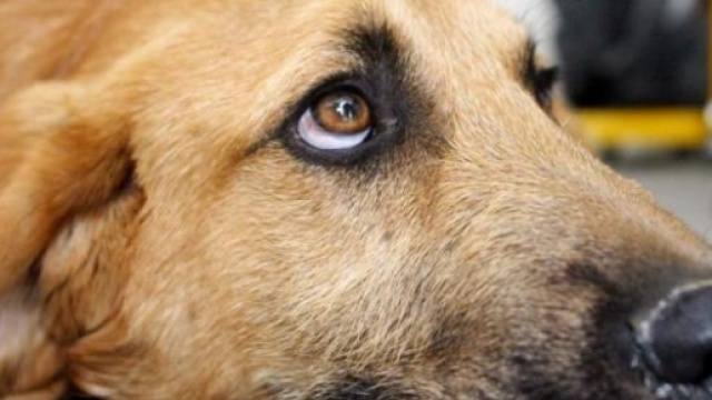 Piante d'appartamento velenose per i cani