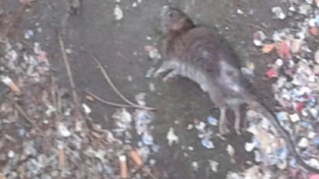 Topi nella scuola materna a Roma