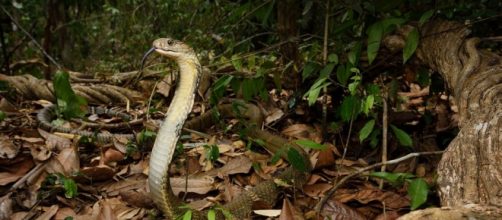 Cobra snake. Flickr CC via Photopin