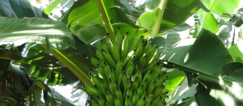 Fonte: Instituto Federal Baiano (Campus Guanambi)