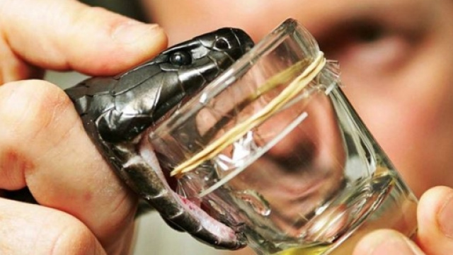 Serpenti, arriva il siero che neutralizza 18 tipi di veleno diversi