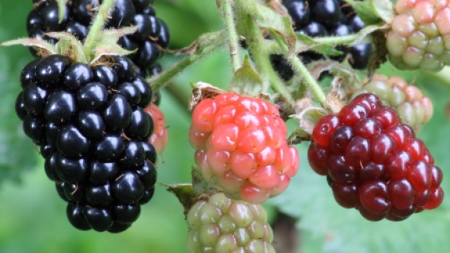 La dieta paleolitica fa perdere peso e contribuisce alla prevenzione del diabete.