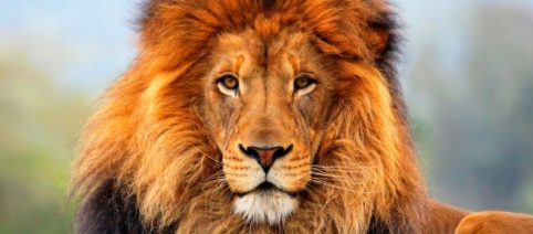 'El libro de la selva' vuelve al cine