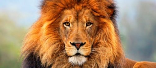 La famosa historia "El Libro de la selva" tiene su nueva pel&iacute;cula