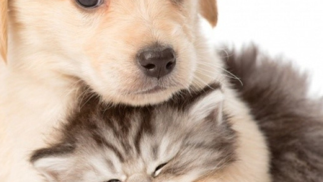 Amici a quattro zampe sempre pi&ugrave; al centro di maltrattamenti ed episodi violenti