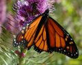The Monarch Butterfly migration