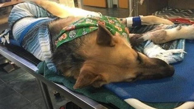 Il povero Haus dopo le cure ricevute dal veterinario