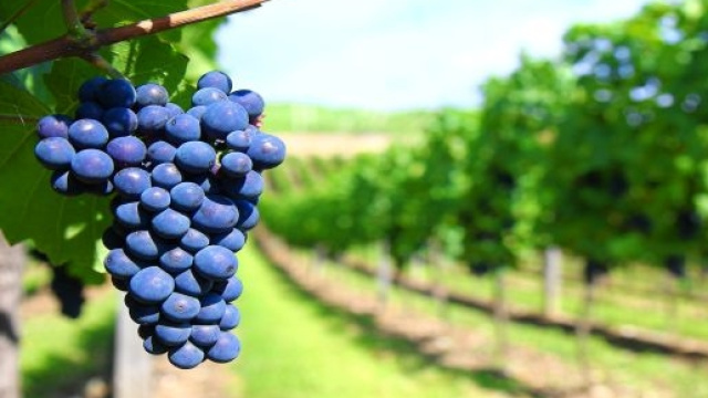Vino delle marche, Convivio Divino