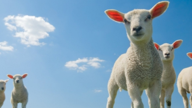 agnellini ignari che pascolano felici in un prato