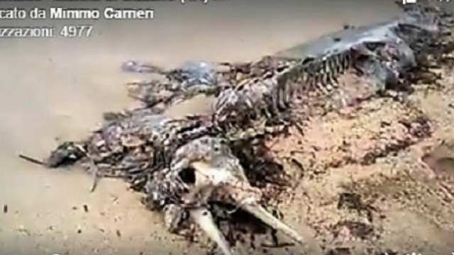 Carcassa di una creatura aliena a Taranto