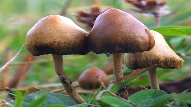 Funghi appartenenti alla specie Psilocybe.