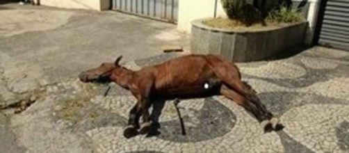 Cavalo agonizou at&eacute; a morte (foto: reprodu&ccedil;&atilde;o)