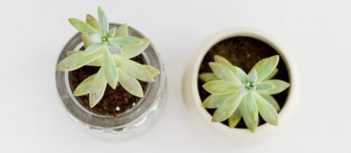 Source: http://studiosucculents.tumblr.com