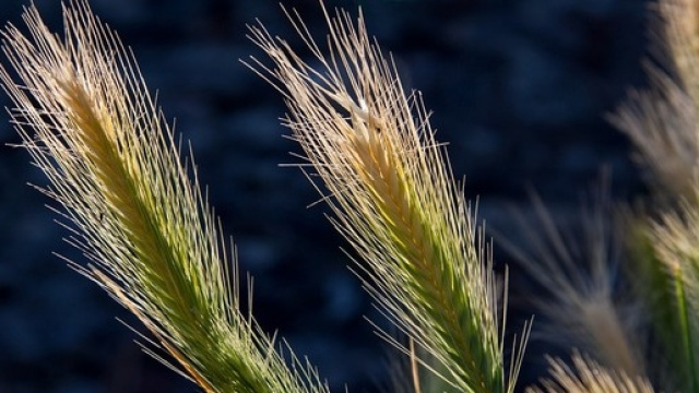 Contributi per giovani in campo agricolo
