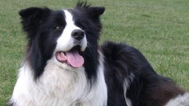 La molecola antiinvecciamento viene studiata sui cani.