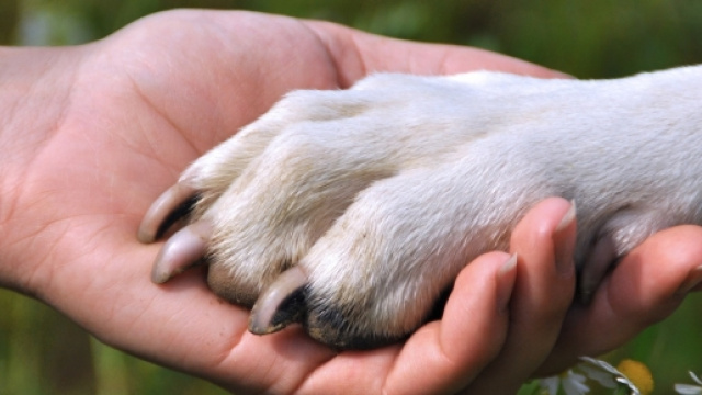 vivere di cinofilia, &egrave; possibile?