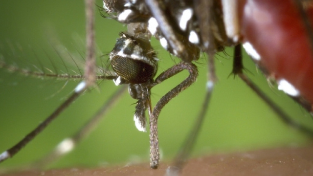 Zanzara&nbsp;Aedes Aegypti, responsabile del Virus Zika, della Febbre&nbsp;Dengue e della&nbsp;Chikungunya, una febbre acuta virale epidemica che attacca l'SNC.
