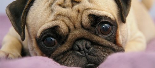 Aprenda como eliminar parasitas