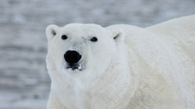 L'orso in gabbia nel centro commerciale