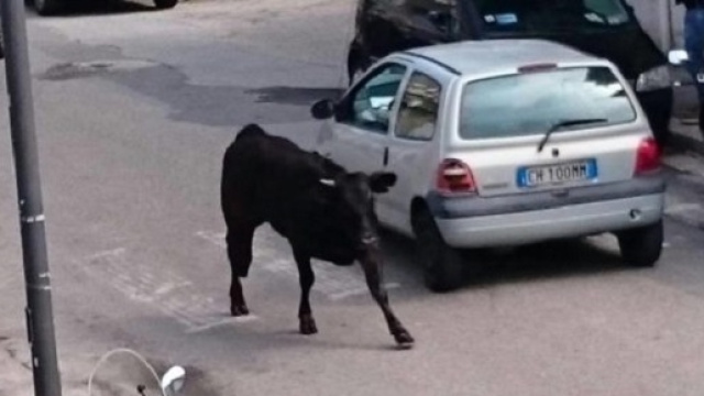 Reggio Calabria: toro in giro per la citt&agrave;.