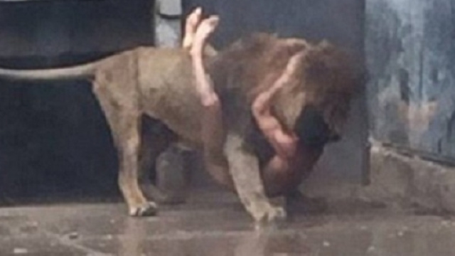 Video uomo nella gabbia dei leoni in Cile