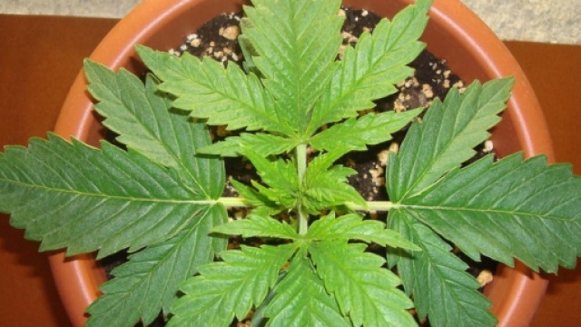 Coltivare cannabis per uso personale &egrave; reato.