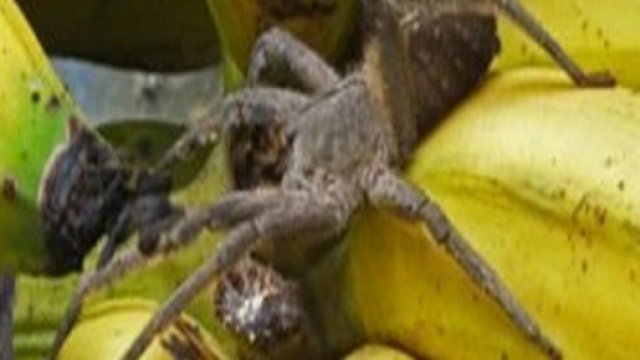Ecco il Phoneutria, definito il 'ragno delle banane'