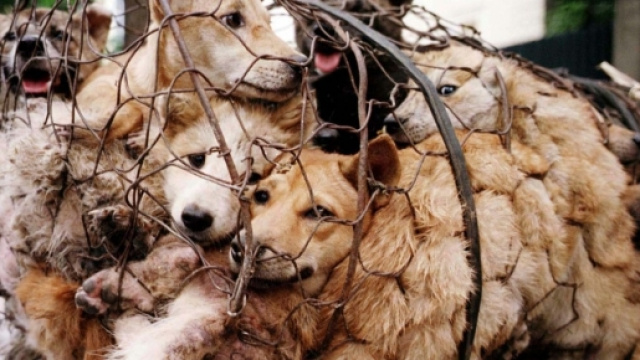 Scatta la petizione contro la sagra della carne di cane.