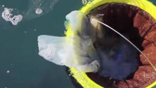 Seabin in azione mentre risucchia alcuni rifiuti in una zona portuale