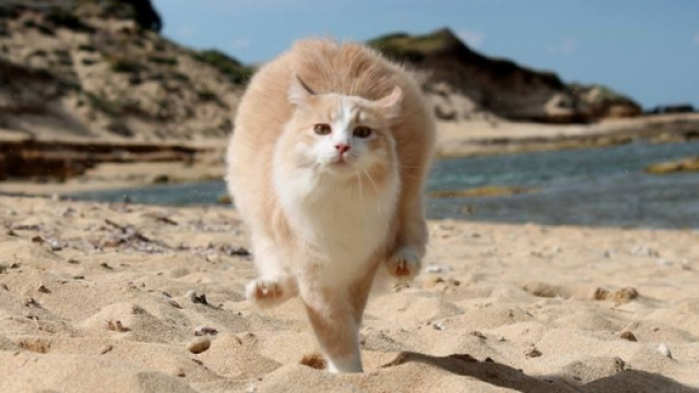 Un gatto della colonia di "Su Pallosu" passeggia tranquillamente sulla spiaggia.