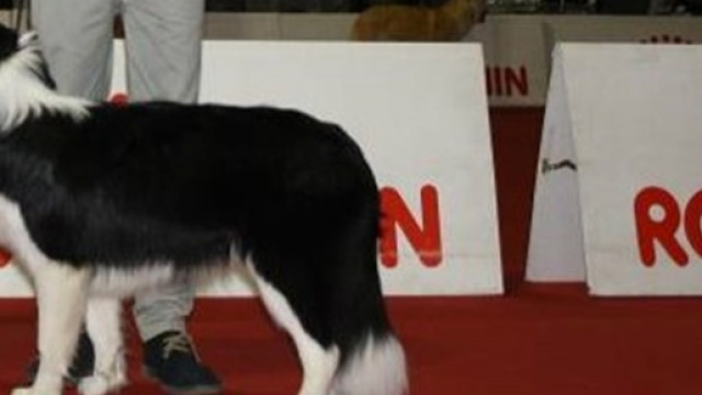 Strage di cani alla 21&deg; Esposizione Canina di Rende.