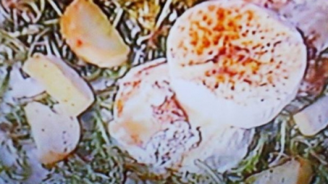 Caprino grigliato con insalatina di tarassaco e sciroppo d'abete