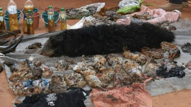 40 tigrotti trovati all'interno del tempio buddista Wat Pha Luang Ta Bua in Thailandia