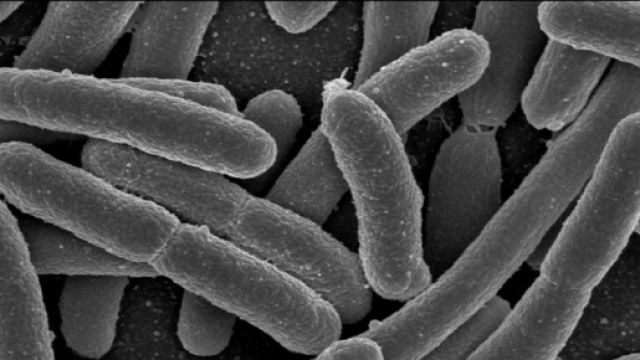 Scoperto batterio resistente a tutti gli antibiotici