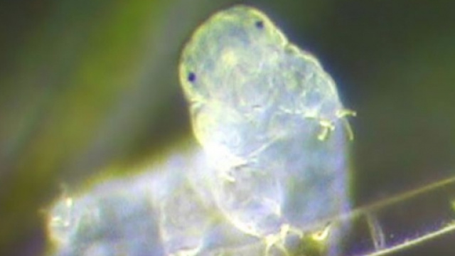 batteri nell'atmosfera terrestre