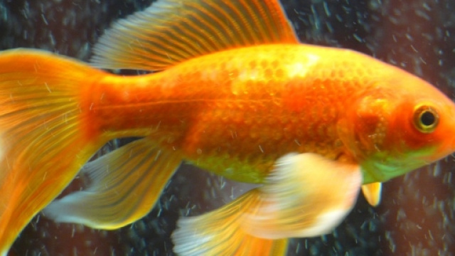 Un pesciolino rosso mentre &egrave; nell'acqua