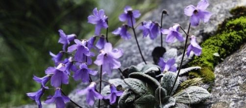 A pequena flor roxa do Monte Olimpo na Gr&eacute;cia