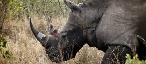 Rhino head from facebook page rhino rescue project