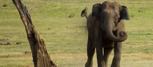 Elephant charging. Flickr cc (2.0)/via photopin