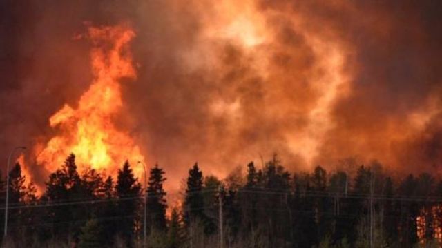 Devastazione nelle aree boschive del Canada