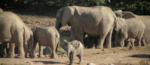 Elephants in Park, Courtesy Flickr and Efd Initiative